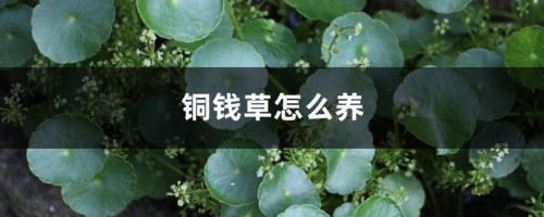 铜钱草怎么养