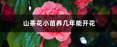 山茶花小苗养几年能开花，山茶花小苗怎么养