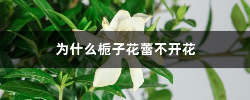 为什么栀子花蕾不开花