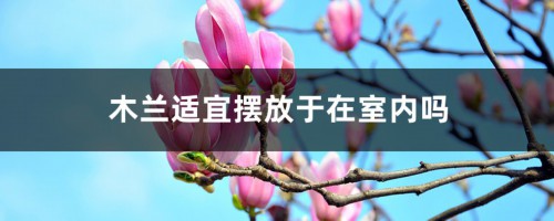 木兰适宜摆放于在室内吗