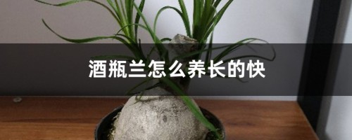 酒瓶兰怎么养长得快，家养能长多高