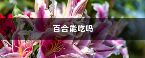 百合能吃吗，怎么做好吃