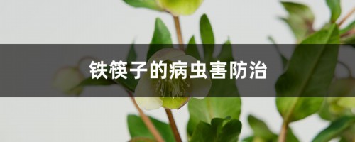 铁筷子的病虫害防治