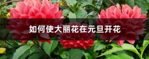 如何使大丽花在元旦开花