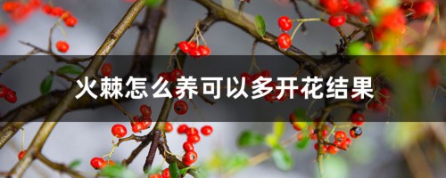 火棘怎么养可以多开花结果