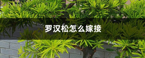 罗汉松怎么嫁接