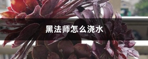 黑法师怎么浇水